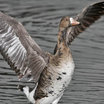 Greater White-fronted Goose